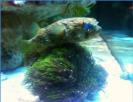 Paracirrhites forsteri - Forsters Korallenw�chter, Rarit�t aus dem Roten Meer, Preis: 49�