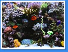 Blasenkoralle XXL , Preis: nur 59,90�